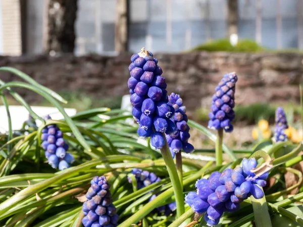 Close-up shot of blue grape hyacinth Muscari motelayi, that features pretty, grape-like clusters of rounded blue flowers with white tips blooming in early spring