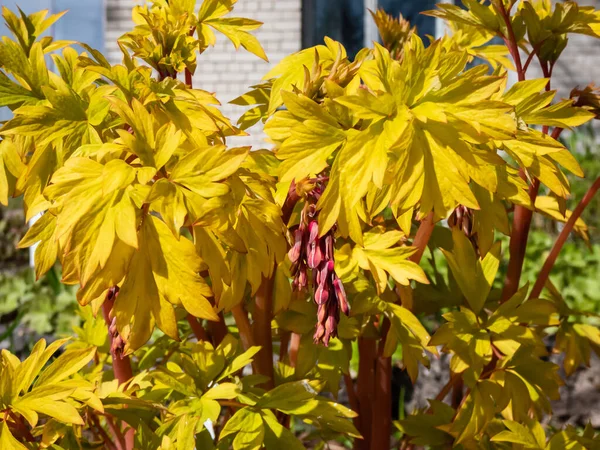 Λαμπερά Κίτρινα Φύλλα Της Αιμόφυρτης Ποικιλίας Φυτών Της Καρδιάς Dicentra — Φωτογραφία Αρχείου