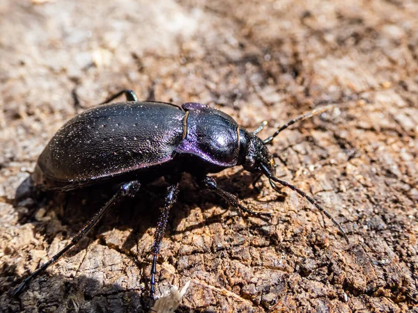 Macro Shot Bronze Ground Beetle Bronze Carabid Carabus Nemoralis Gran — Foto de Stock
