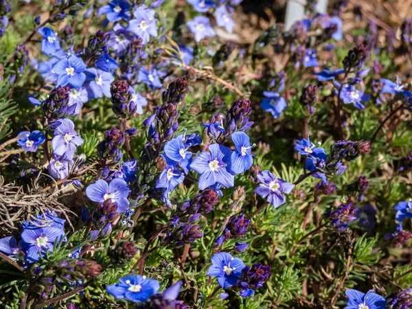 Macro of small, delicate, blue flowers of Armenian speedwell (Veronica armena) between green leaves in a flower bed flowering in early spring