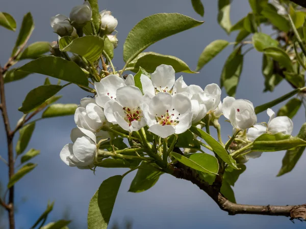梨の木の枝に白い花の美しいマクロショットは 美しい青空の背景を持つ果樹園で 5白い花弁 多数の赤の他と黄色の汚名を持つ花 — ストック写真
