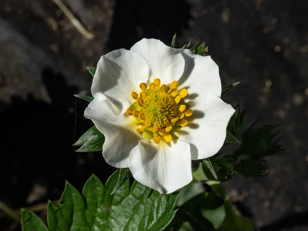 Macro of a single strawberry flower with detailed stamens (androecium) arranged in a circle and surrounded by white petals on a green strawbery plant
