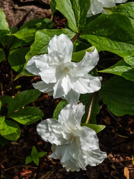 Merle Amérique Trillium Grandiflorum Bruant Des Neiges Fleurissant Avec Des — Photo
