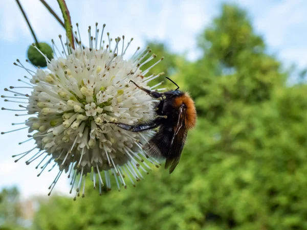 Macro Bumblebee Collecting Pollen Single Flower Buttonbush Button Willow Honey — Stockfoto