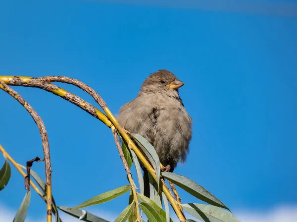 Belo Tiro Close Fêmea House Sparrow Passer Domesticus Com Plumagem — Fotografia de Stock