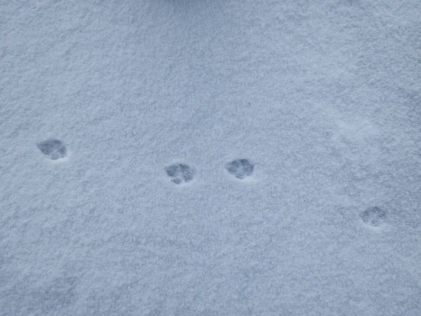 stock image Macro of perfect footprints of fox (Vulpes vulpes) on the ground covered with soft, white snow in winter. Animal path in nature