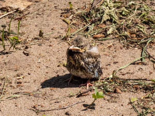 Close Shot Small Fieldfare Chick Turdus Pilaris Has Fallen Out — Stock Photo, Image