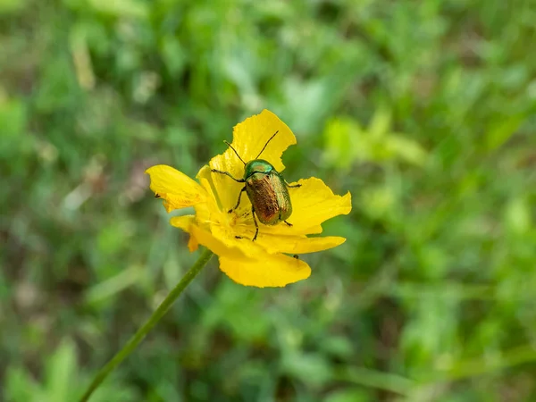 Macro shot of bright metallic green, golden green and bluish green beetle (cryptocephalus sp.) feeding on pollen of yellow flower in summer