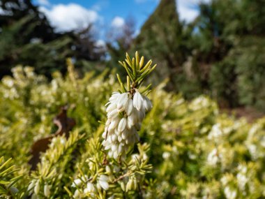 Heather 'lı Makro (Erica Carnea)' Altın Yıldız 'kireç yeşili yapraklı kısa bahar yarışlarında saf beyaz çiçeklerle çiçek açan