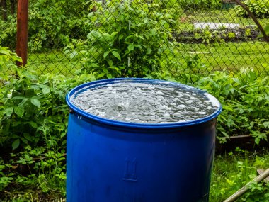 Blue, plastic water barrel reused for collecting and storing rainwater for watering plants full with water and water dripping from the roof during summer day surrounded with vegetation