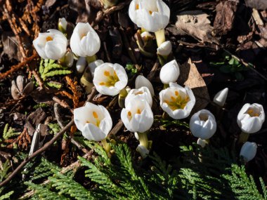 Parlak gün ışığında bahçede büyüyen beyaz çiçeklerle bahar çiçekleri (Colchicum szovitsii) yakın plan çekimi. Beyaz bahar çiçekleri.