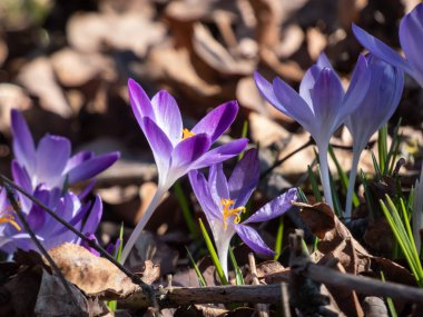 Güzel makro menekşe bahar timsahları (Crocus vernus) parlak güneş ışığı altında görünen turuncu polenler ile çiçek açarlar.