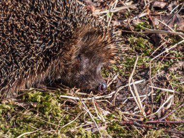 Yetişkin Avrupalı kirpinin (Erinaceus europaeus) kışın ardından ilkbaharın başlarında kuru otların arasında yakın plan çekimi. Güzel hayvan ve orman manzarası