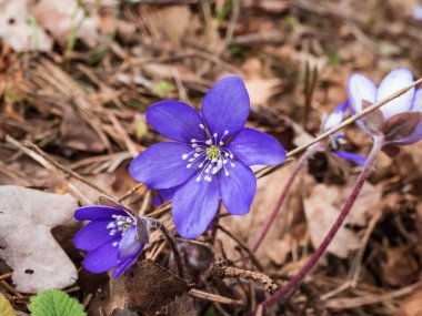 Ormanda büyüyen Anemone hepatikası (Anemone hepatica veya Hepatica nobilis) ilkbahar kır çiçekleri. Güzel ve narin çiçek arkaplanı. Bahar manzarası