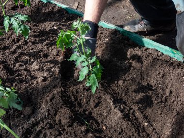 Baharda bir seranın kahverengi toprağında kazılmış bir deliğe küçük domates fideleri eken insan elleri görülüyor. Bahçe işleri ve fidanlar.