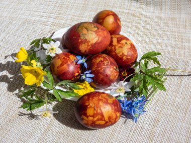 Doğal bitkilerle süslenmiş paskalya yumurtaları ve soğan kabuklarıyla kaynatılmış çiçek çiçekleri. Kahverengi yumurtaların üzerinde sarı desenler yaratmak için geleneksel bir yöntem. Güneş ışığında beyaz kumaş üzerinde.