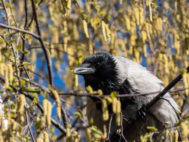 Beautiful close-up shot of the hooded crow (Corvus cornix) sitting in a birch tree branches flowering with yellow flowers. Wildlife scenery