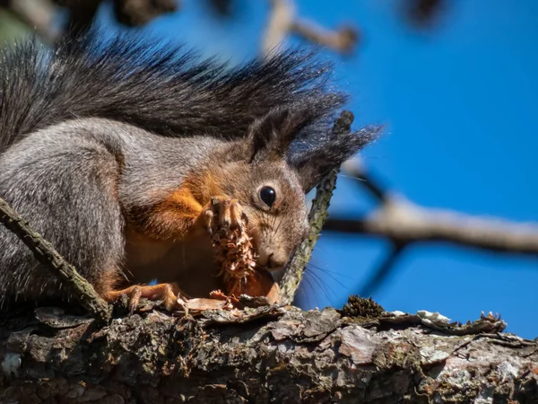 Close Shot Red Squirrel Sciurus Vulgaris Sitting Tree Branch Holding — Stock Photo, Image