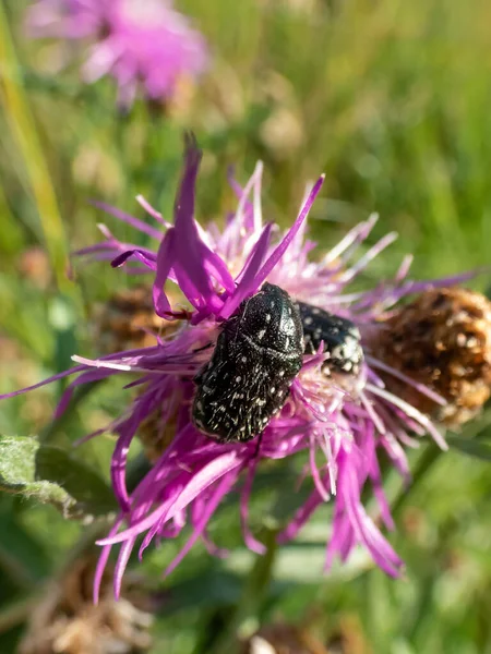 stock image Adult white spotted rose beetles (Oxythyrea funesta) on a flower in bright sunlight. The beetle is black with six white spots in two longitudinal rows covered with white pubescence