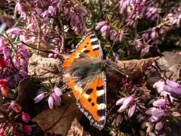 Macro shot of the small tortoiseshell (Aglais urticae) is reddish orange butterfly with black and yellow markings and a ring of blue spots around the edge of the wings on a heather