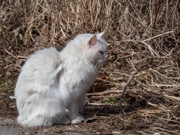 Beautiful, white, fluffy cat sitting in the dry grass and looking to the side in bright sunlight outdoors. Cat with pure white fur