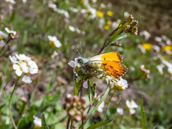 Macro shot of the adult male of the Orange tip (Anthocharis cardamines) - the undersides are mottled green and white creating superb camouflage wings with orange pigmentation settled on a flowerhead