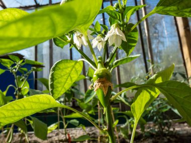 Close-up a small, green pepper fruit starting to grow and mature from the white flower of pepper plant growing in a greenhouse in bright sunlight
