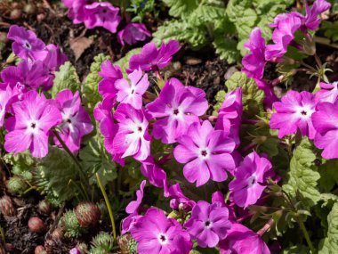 Siebold Primrose ya da Japon çuha çiçeği (primula sieboldii), parlak güneş ışığında 5-15 çiçek içeren kabarıklıkla çiçek açar.