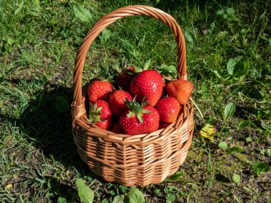 Small, wooden basket with big, red, ripe strawberries on the ground surrounded with green grass in summer. Taste of summer