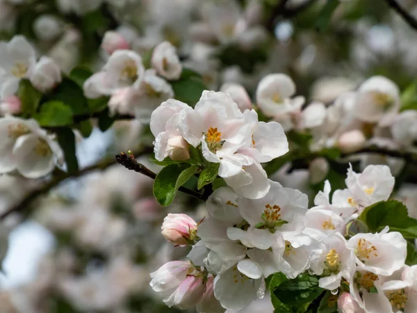 春に果樹園でリンゴの木の開花の白とピンクの芽と花 開いて閉じた花弁を持つ花でいっぱいの枝 四季折々の花々の春景色 — ストック写真