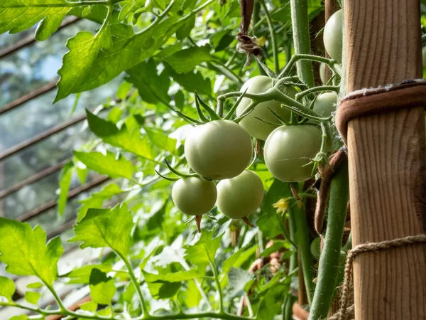 Close Shot Organic Grown Unripe Green Tomatoes Growing Tomato Plant — Stock Photo, Image