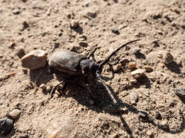 Dokumacı böceğinin (Lamia dokumacı) yazın parlak güneş ışığında kumlu zeminde yakın plan görüntüsü.