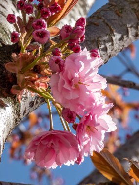 Beautiful, pink, full cherry blossoms of the Japan pink sakura tree flowering on the branches and stems under a blue sky in bright sunlight. Delicate and romantic spring floral background