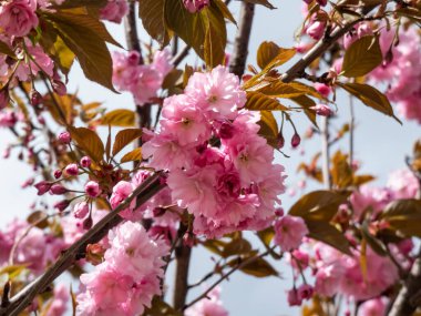 Japonya 'nın güzel, pembe kiraz çiçekleri mavi gökyüzünün altındaki kiraz ağacının dallarında ve gövdesinde çiçek açıyor. Narin ve romantik bahar çiçekleri.