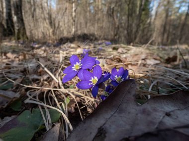 Ormanda yaygın olarak görülen hepatika (Anemone hepatica veya Hepatica nobilis), parlak güneş ışığında mor çiçeklerle çiçek açar. Güzel ve narin bahar manzarası