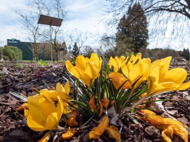 Parlak sarı bahar timsahlarının (Crocus vernus) güzel makro çekimi ilkbaharın başlarında parlak bir arka ışık ile çiçek açar.