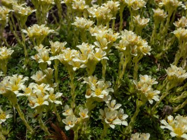 Saxifrage (Saxifraga sp.) Kaya bahçesindeki beş yapraklı beyaz ve sarı çiçeklerle