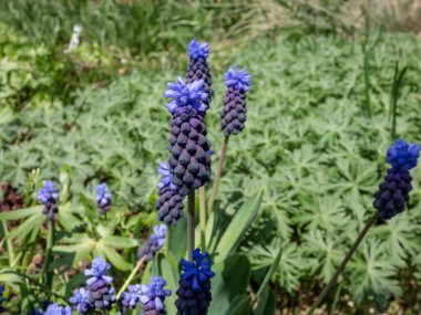 İki farklı çiçek türünü gösteren üzümlü sümbül (Muscari latifolium) tomurcuklarını yakından çek. Üstte açık mavi, altta ise ilkbaharın başlarında koyu mor-mavi çiçekler vardır.