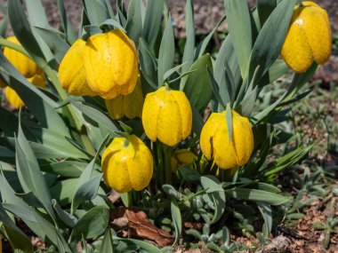 İlkbaharda geniş çan biçimli, sarı, kareli çiçeklerle çiçeklenen altın fırfırlı (Fritillaria aurea) yakın plan çekimi. Bahçedeki çiçek manzarası