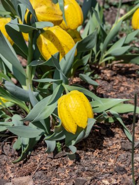 İlkbaharda geniş çan biçimli, sarı, kareli çiçeklerle çiçeklenen altın fırfırlı (Fritillaria aurea) yakın plan çekimi. Bahçedeki çiçek manzarası