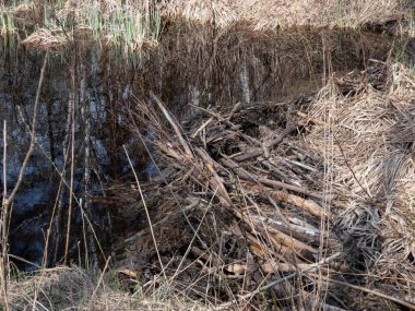 Bir kunduz barajı veya kunduzlar tarafından ormanda bir su deposu oluşturmak için ağaç ve kuru dallarla inşa edilmiş büyük bir hendeğe el koyulmuş kunduz.