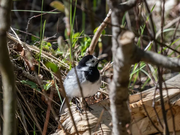 长有白色和黑色羽毛的白色小车尾 Motacilla Alba 其特点是长长的 不断摇曳的尾巴站在森林中的树枝上 — 图库照片