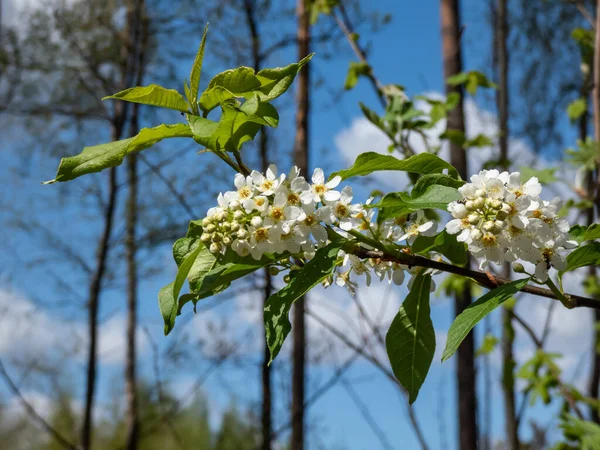 Close-up shot of white flowers of the Bird cherry, hackberry, hagberry or Mayday tree (Prunus padus) in full bloom. Fragrant white flowers in pendulous long clusters (racemes) in spring