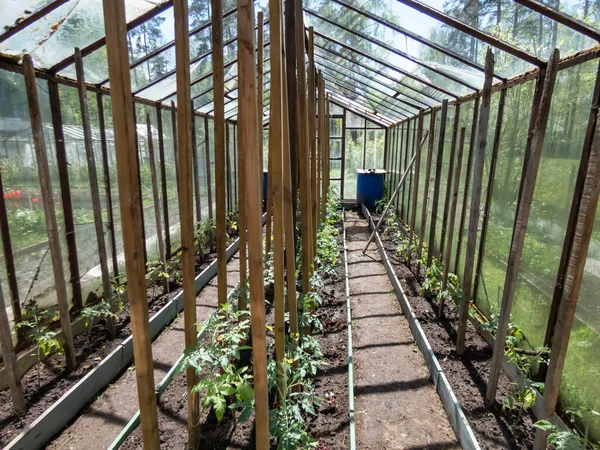 Blick Auf Das Gläserne Gewächshaus Voller Kleiner Grüner Tomatenpflanzensämlinge Die — Stockfoto