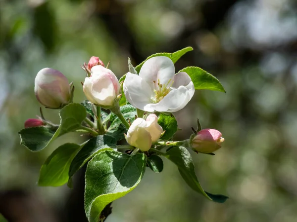 果樹園でリンゴの木の開花の白とピンクの芽と花 陽射しの下で花弁の開いた花でいっぱいの枝 四季折々の花々の春景色 — ストック写真
