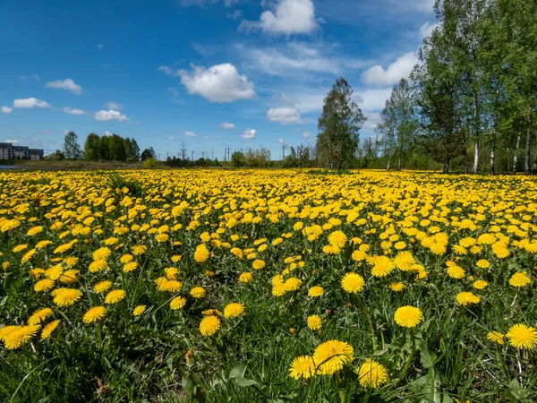 Bright yellow dandelions (Lion's tooth) flowering in the big field of flowers with green grass and yellow dandelions with horizon and blue sky in background