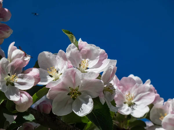 White Pink Buds Blossoms Apple Tree Flowering Orchard Spring Blue — ストック写真