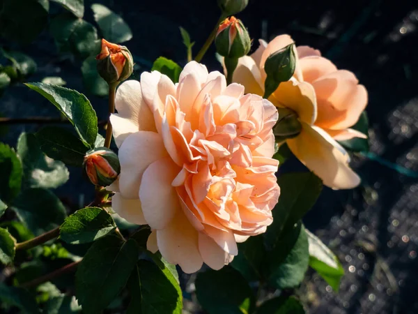English Shrub Rose Bred David Austin Port Sunlight Flowering Garden — Fotografia de Stock