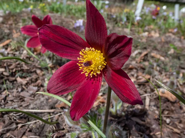 Close-up of Red Pasque Flower or Red Meadow Anemone- Pulsatilla rubra - boasting large bell-shaped dusky red flowers with golden yellow stamens on short stems in early spring