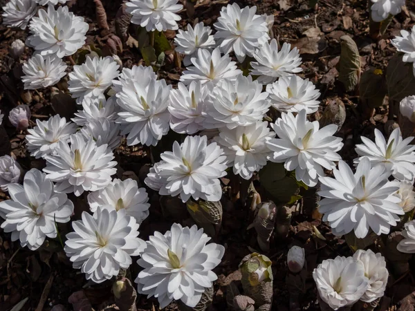 Kandroot 'un dekoratif ekimi (Sanguinaria canadensis) İlkbaharın başında gün ışığında açan büyük, dolu, beyaz çiçeklerle çoklu